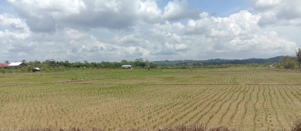 Sigit Wibowo : Kaltim Perlu Modernisasi Pertanian