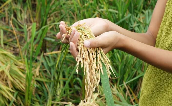 Nanda Dorong Pemerintah Buat Database Peta Potensi Wilayah di Kaltim Guna Wujudkan Swasembada Pangan