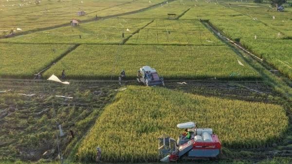 Samsun : Kuatkan Sektor Pertanian di Kaltim