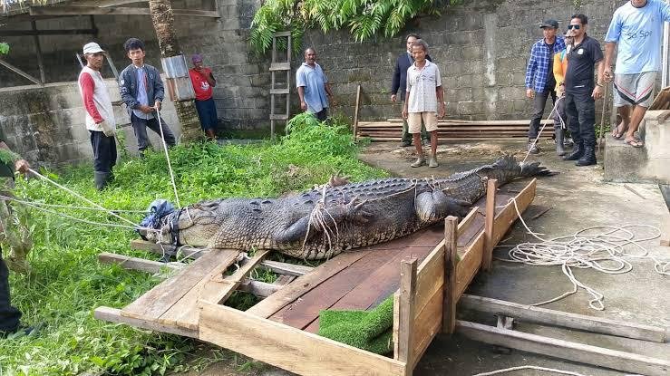 Dewan Kaltim Soroti Ancaman Buaya di Permukiman