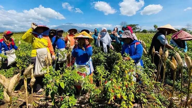 Peran Strategis Petani Lokal Jaga Ketahanan Pangan Nasional