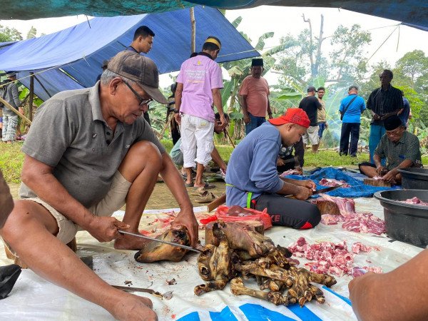 Keraton Kainmas Siapkan 5 Hewan Kurban Ke Masyarakat Buton Di Perbatasan
